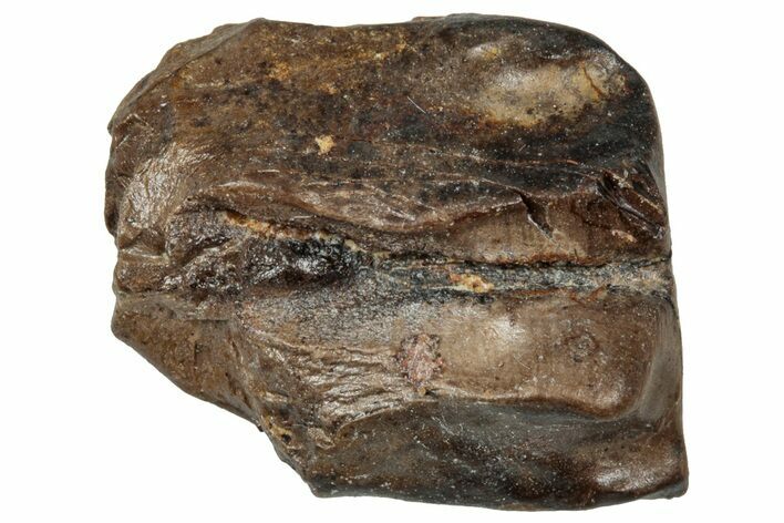 Fossil Triceratops Shed Tooth - Wyoming #358198